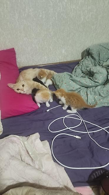 бесплатный котёнок: Котята домашние, от ласковой кошки. Окрас: рыже-белые и черепаховый — 5