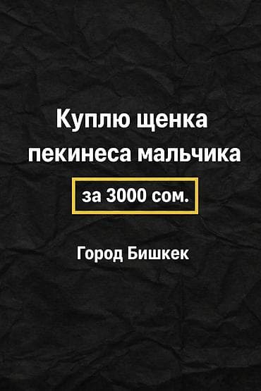 Куплю щенка пекинеса (мальчика). - Бюджет: 3000 сом - Локация: город