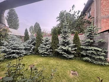 ош ёлка 2025: Продаю елки по 25тыс Сомов 1шт Выращивал 7лет Ухашивал паливал — 2