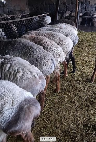 мяса кролика: Продаю | Ягненок | Для разведения | Ярка — 1