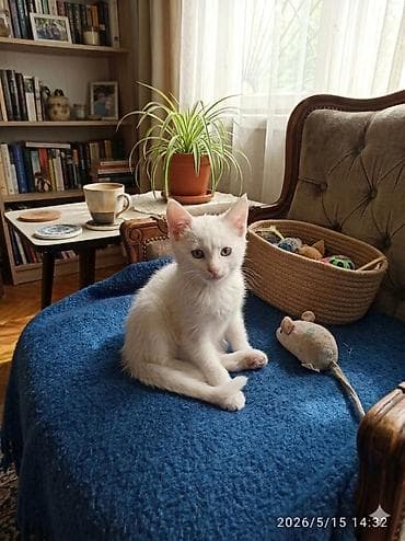 коты каракол: Тай, 2 айлык, Эркек, Ак, Лотокко барууга үйрөтүлгөн — 1
