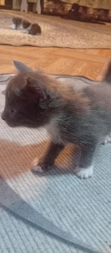 котята шотландские вислоухие купить: КАРА-БАЛТА отдам котят в хорошие руки, кушают сами приучены к лотку — 4