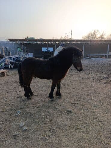 абакан тайлар: Продаю | Жеребенок | Рабочий — 3