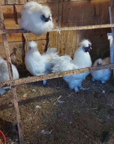 Продаю | Куры, Петух