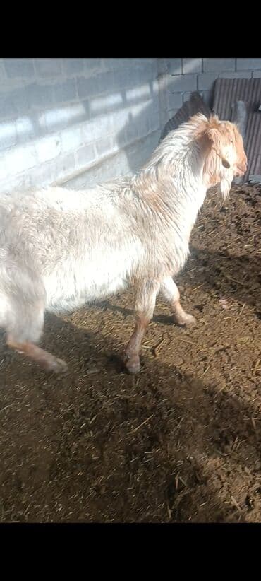 мышык бишкек: Сатам | Теке (эркек) | Битал | Жасалма жол менен боозутуу — 7