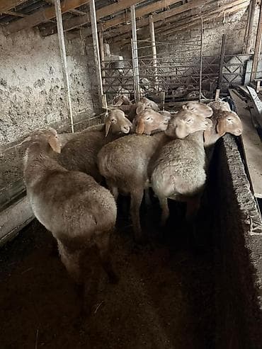 баран купить бишкек: Продаю | Ягненок | На забой | Ярка — 4