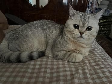 Это мальчик Британская короткошёрстная кошка, окрас серебристый — 3