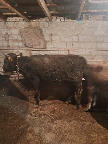 Продаю | Бык (самец) | На откорм | Привязанные