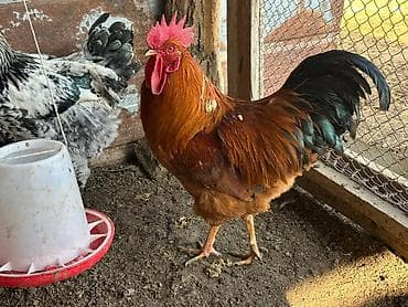 собаки сколько стоит: Продаю | Петух, Инкубационные яйца | Кучинская | На забой, Для разведения, Несушки — 3