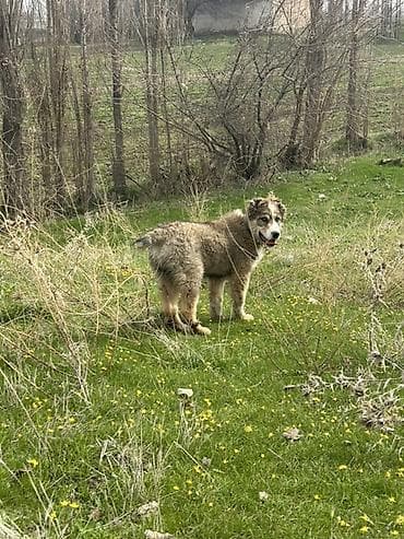 чёрная овчарка: Алабай, 3 месяца, Самец — 2