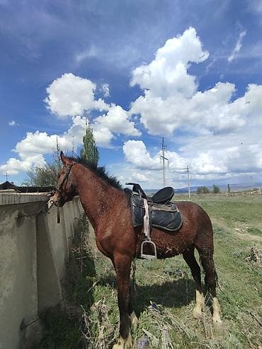 конь дончак: Продаю | Конь (самец) | Полукровка | Рабочий | Племенные — 4