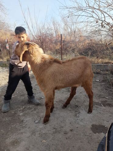 купить собаку для охоты: Продаю | Козёл (самец) | Для разведения | Племенные — 2