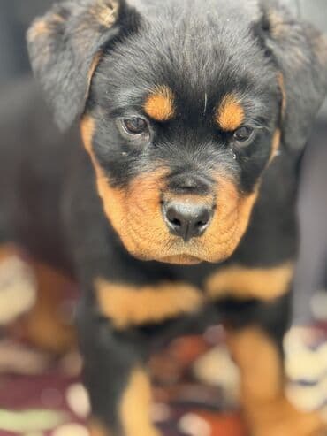 Продажа собак: Щенки ротвейлера от титулованных родителей - Порода: ротвейлер — 3