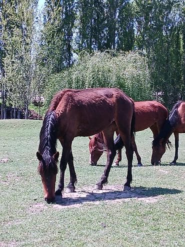 кой обмен: Продаю | Кобыла (самка) | Для разведения | Племенные, Осеменитель, Мерин — 4