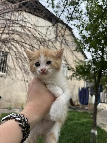 Котята, помёт из пяти малышей: - Рыже-белый: короткошёрстный, белая — 1