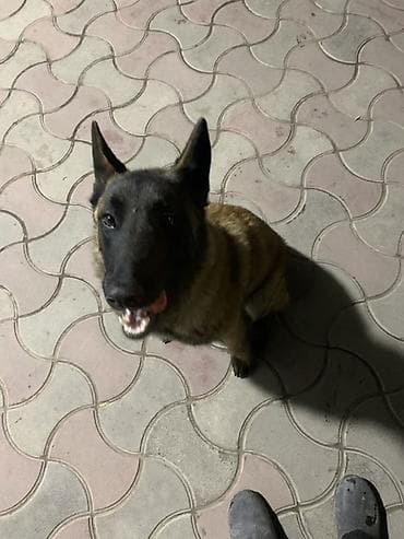 собаки охотничие: Порода: бельгийская овчарка (малинуа). Девочка 10 месяцев Нету — 3