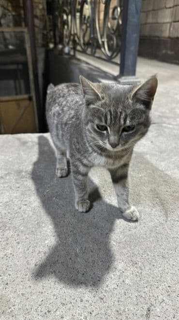 Кемирүүчүлөр: Котёнок, короткошёрстный, окраса серебристый табби (серые полосы и — 2