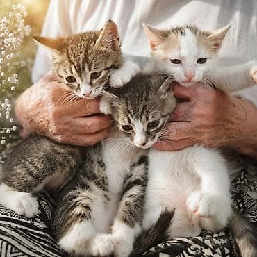 scottish fold: Котята, домашние короткошёрстные. - Возраст: примерно 1,5–3 месяца - — 1
