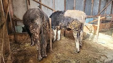 кангал цена: Продаю | Бык (самец) | Полукровка | На откорм | Привязанные — 1