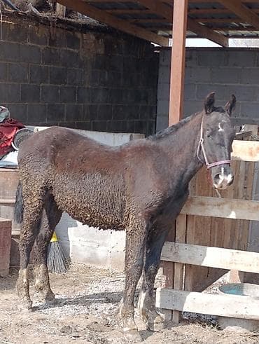 дончак лошади: Продаю | Жеребенок | Для разведения — 1