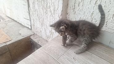 свинкс кошка: Кошка даром: Беспородная, Девочка — 3
