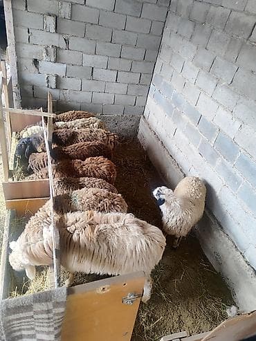 яйца биг 6: Продаю | Овца (самка) | Полукровка | Для разведения | Матка — 7