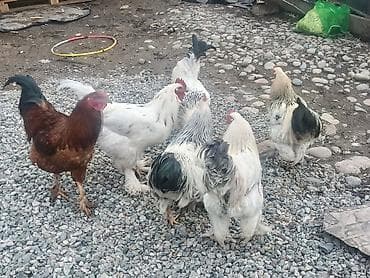 брама лаванда: Продаю | Петух | Брама | Для разведения — 7