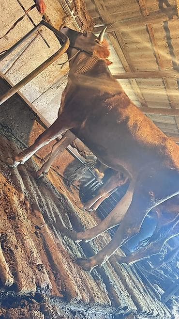 продажа собак бишкек: Продаю | Корова (самка), Тёлка | Голштин, Швицкая | На откорм, Для разведения, Для молока — 2