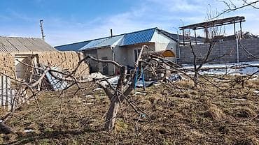 Семена и саженцы: Саженцы плодовых деревьев (формировка стланцевая/раскидистая) - — 6