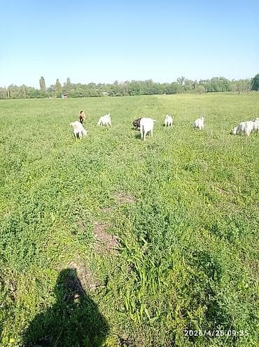 ft: Морской сухогрузный контейнер 40 футов (High Cube не указан, визуально — 5