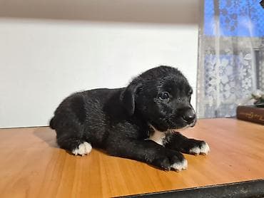 Үй жаныбарлары: Малыши ищут дом и заботливые руки. Зимой к дому прибилась собачка "с — 5