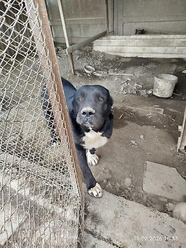 Алабай (среднеазиатская овчарка), кобель. Окрас черный с белыми