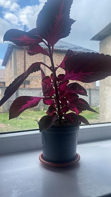 цветы уличные: Глоксиния (Sinningia speciosa) в горшке. - Крупные бархатистые — 9