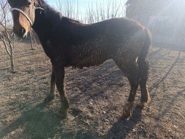 бык цена: Продаю | Жеребец | Рабочий — 3