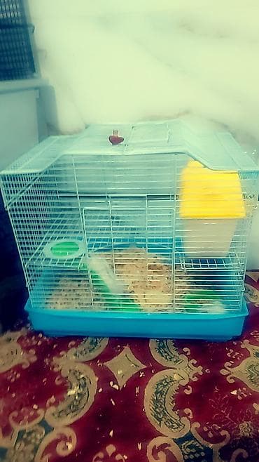 живые дрожи: - Клетки для содержания: - Желтая клетка с металлическими прутьями и — 8