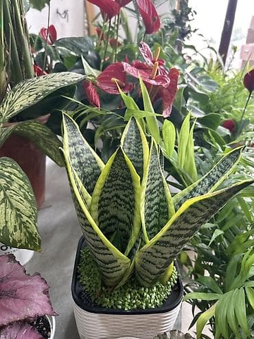 лимон: Сансевиерия карликовая (Sansevieria trifasciata ‘Hahnii’, «Щучий — 3
