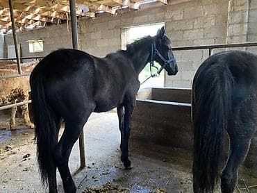 кони: Продаю | Кобыла (самка), Жеребец | На забой, Для разведения — 2