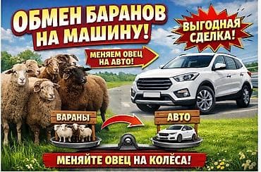 под выкуп без банка: Обмен баранов на машину!!! — 1