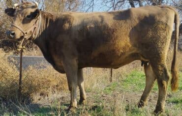 за сколько дней до отела корова наливает вымя: Продаю | Корова (самка) | Алатауская, Швицкая | Для разведения, Для молока | Осеменитель, Стельные, Искусственник — 1