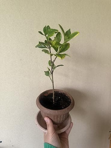 Комнатные растения в горшках (набор из 2) 1) Молодой цитрус (вероятно