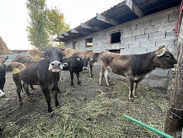 кошки парода: Продаю | Тёлка | Полукровка, Алатауская, Швицкая | На откорм, На забой, Для разведения | Племенные, Не стельные, Отела не было — 4
