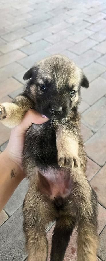 щенок собака: Щенки метисы мама овчарка папа дворняжка короткошерстные — 10