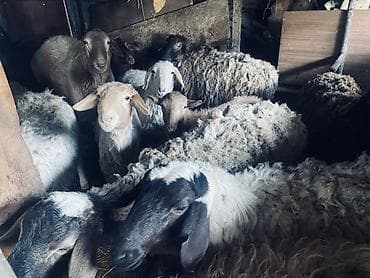 Товары и оборудование для с/х животных: Продаю | Овца (самка) | Полукровка | Для разведения | Племенные — 1