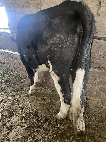 бычок теленок: Продаю | Бык (самец) | Полукровка | На откорм | Привязанные — 2