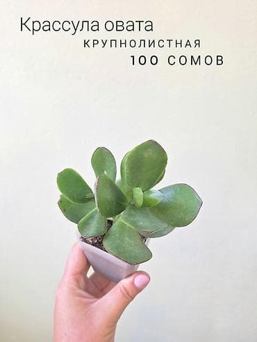 фитолампа: 💚 Комнатные растения от 100 сомов (детки/укоренённые растения) — 7