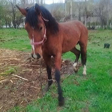 Продаю | Кобыла (самка) | Рабочий