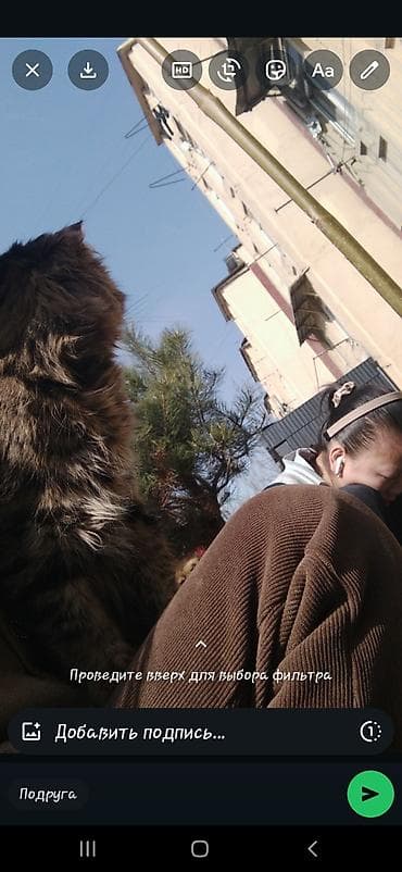 мейнкун для разведения: ДОСТАВКИ НЕТ! Пушистый кот-мейнкун (похожий тип) с густой длинной — 2