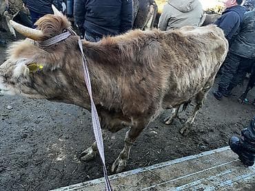 продаю птиц: Продаю | Корова (самка) | Для разведения | После отела — 4