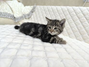 породистые кошки в добрые руки: Котята отдам в добрые руки Описание: - Возраст 2 месяца - К лотку — 2