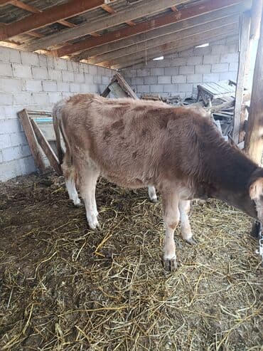 Продаю | Тёлка | Полукровка | На откорм | Привязанные